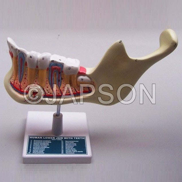 Human Teeth Model, Lower Jaw, on Stand Human Teeth Model, Lower Jaw, on Stand